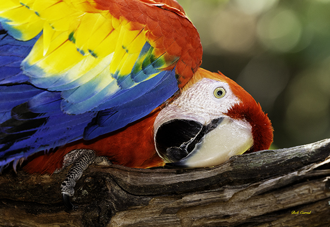 photo of Scarlett Macaw