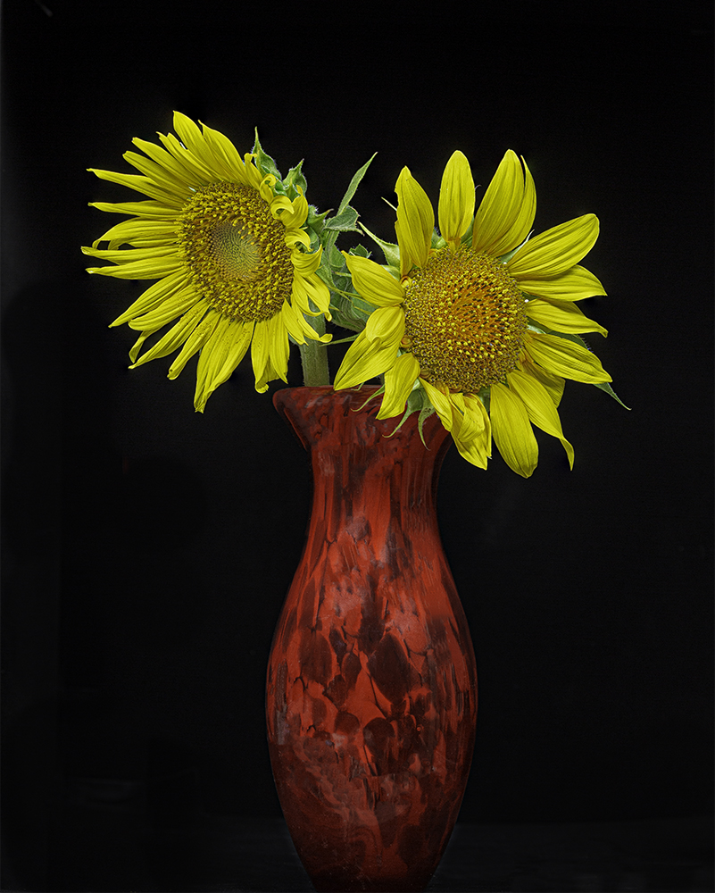 photo of Sunflowers in Vase