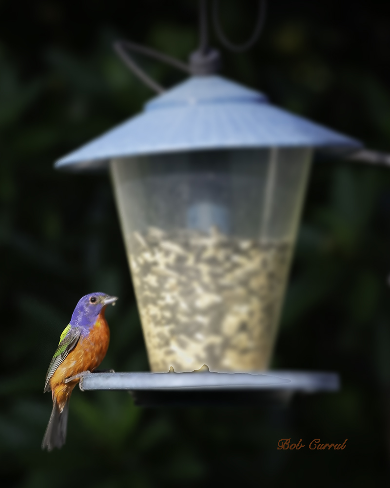 Photo of Painted Bunting on feeder