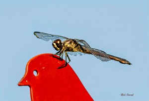 photo of Dragonfly on feeder head