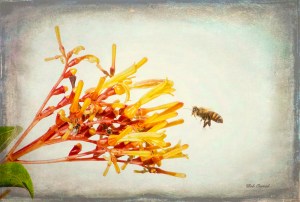photo of Bee and Firebush
