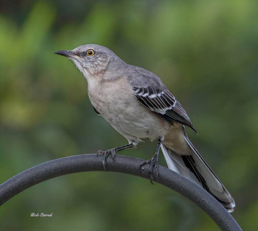 photo of Mocking Bird