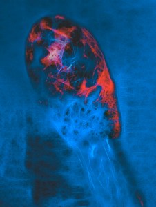 5X Photo of Burt Match,worked in Photoshop and Topaz