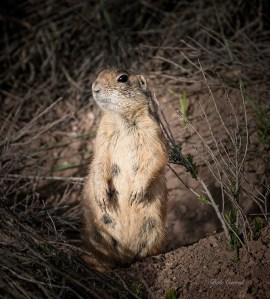 photo of Utah Prarie Dog