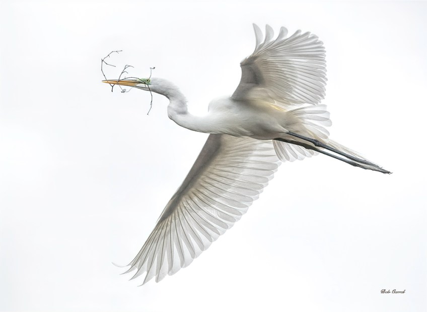 photo of Great Egret Flying with Twig
