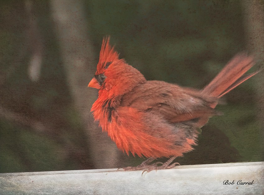 photo of Cardinal on Fence