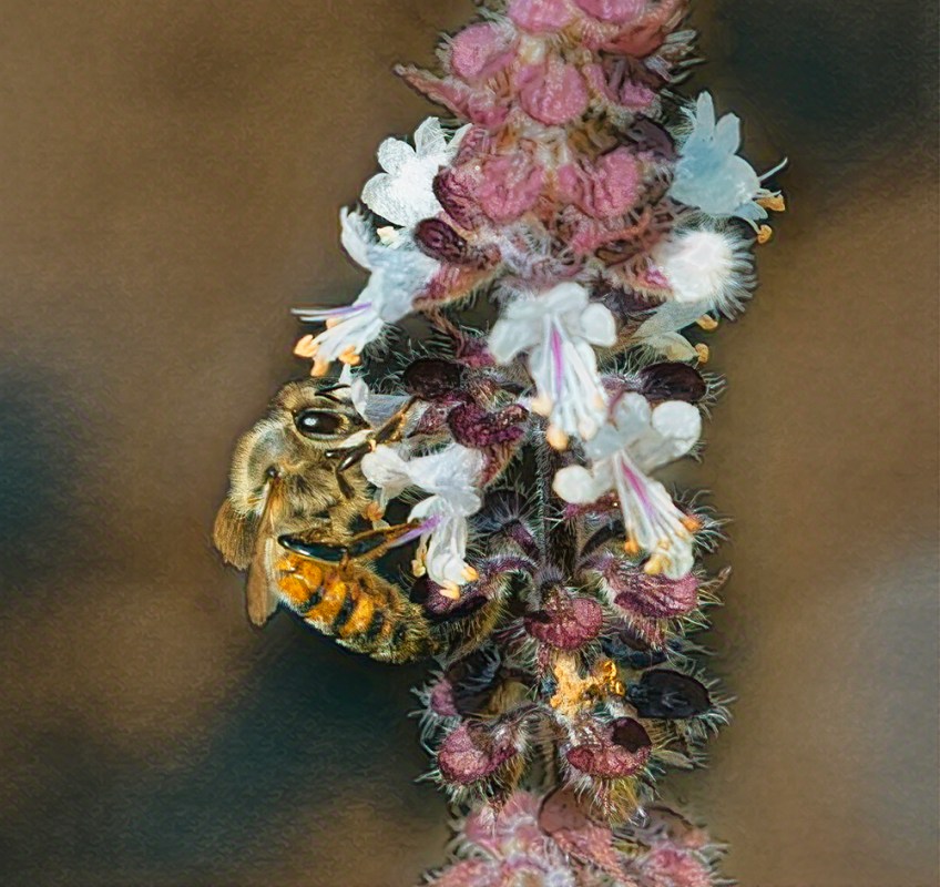 photo of Bee on Blue Basil