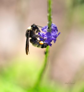 photo of Bumblebee on Porterweed
