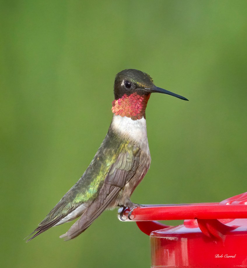 photo of Ruby Throated Hummingbird on Feeder