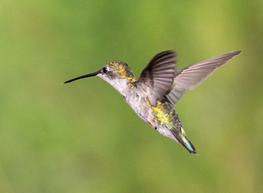 photo of Hummingbird