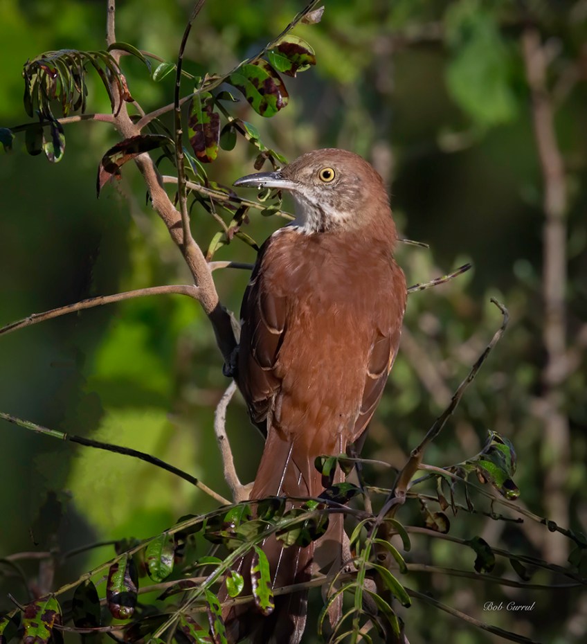 Photo of Brown Thrasher