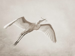 photo of Great Egret