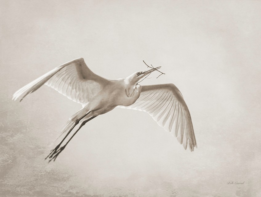 photo of Great Egret