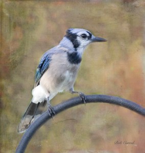 photo of Blue Jay