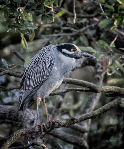 photo of Yellow Crowned Night Heron