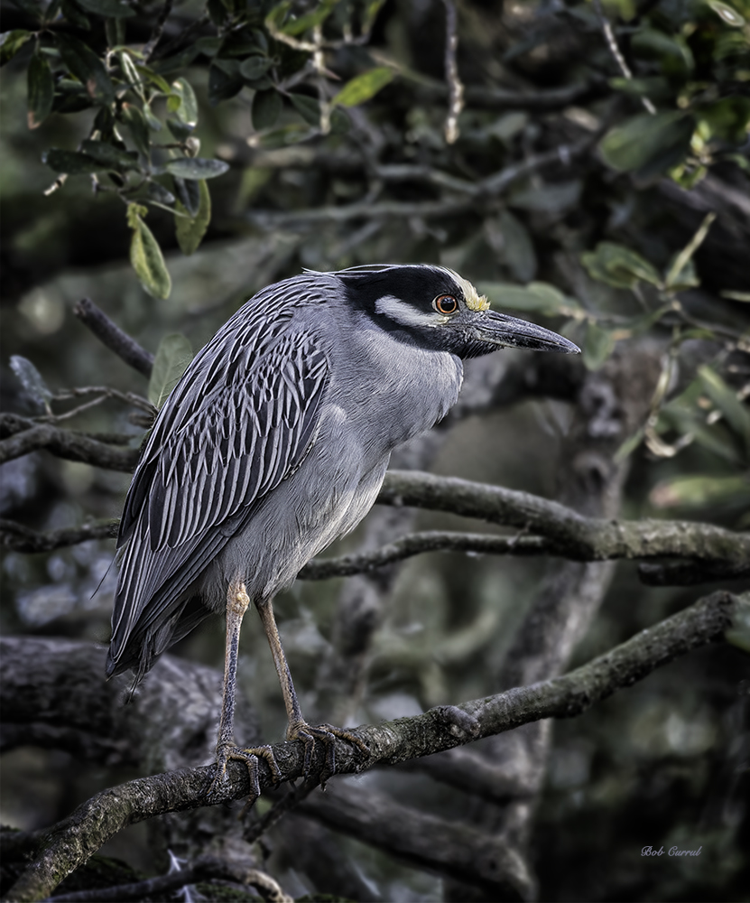 photo of Yellow Crowned Night Heron