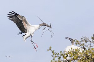 photo of Wood Stork bringing Nest building material