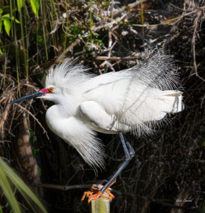 photo of Snowy Egret on a Post