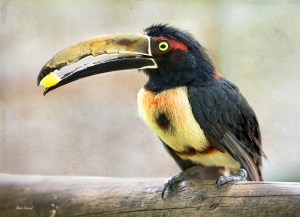 photo of Collared Aracari