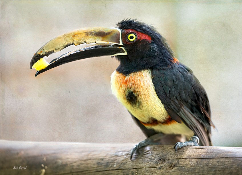 photo of Collared Aracari