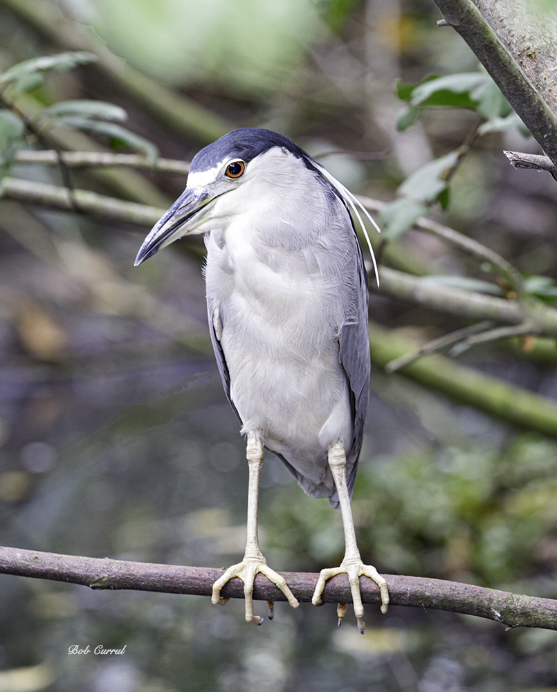 photo of Black Crowned Night Heron