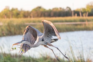 photo of Great Blue Heron with Nesting Material