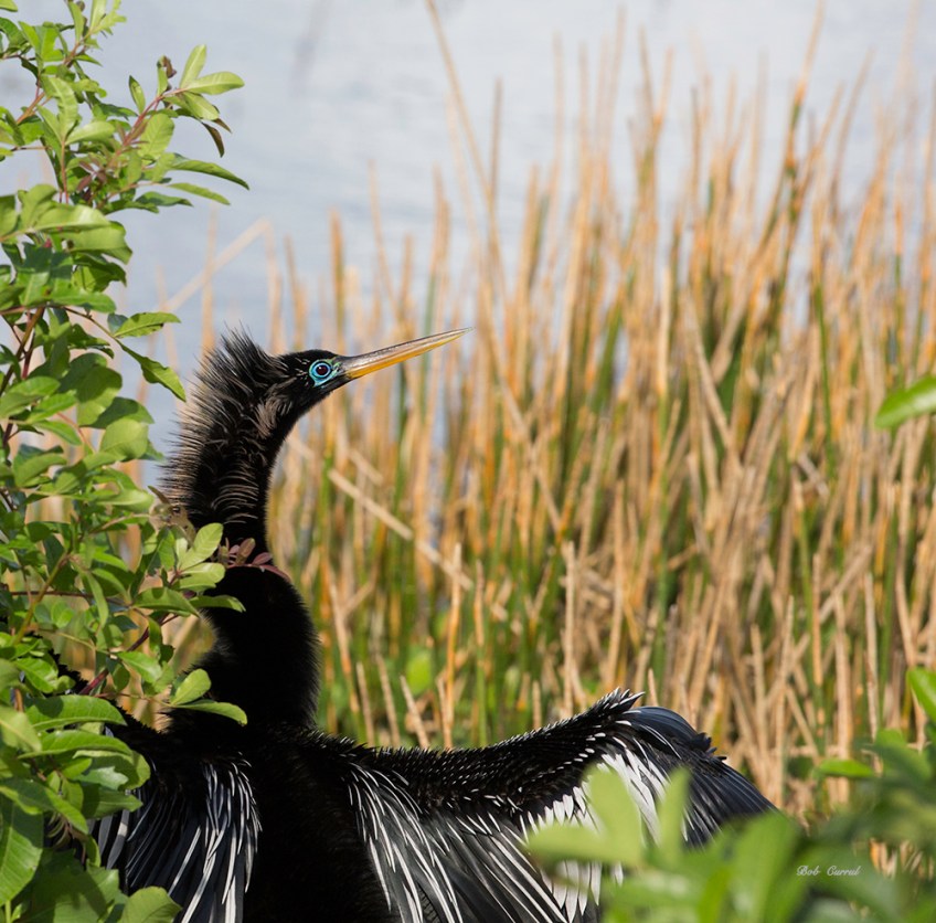 Photograph of Anhinga on shoreline