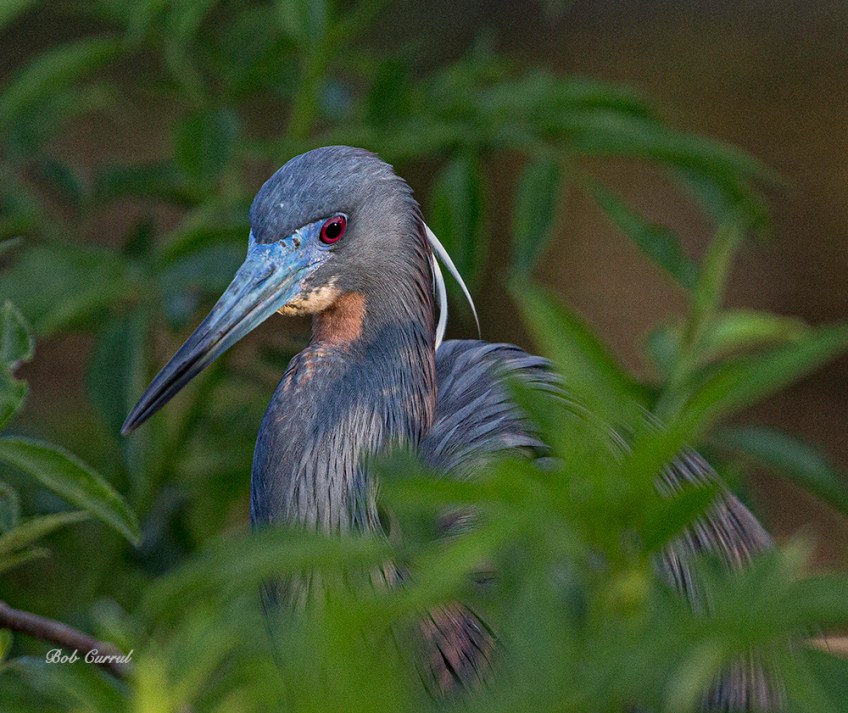 photo of Tricolor Heron up close.