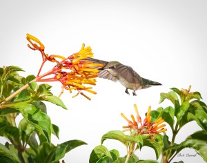 photo of hummingbird and Firebush