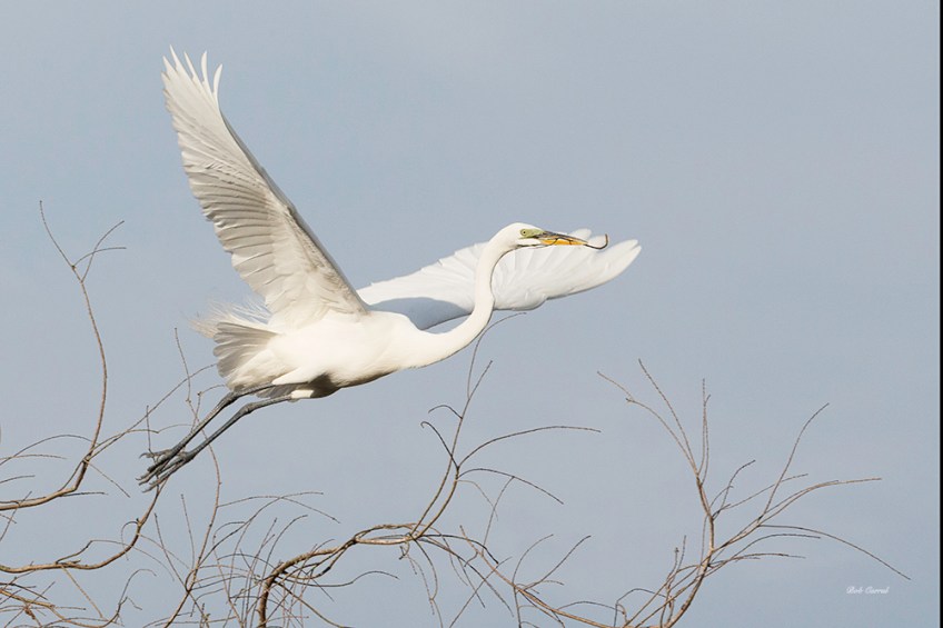 photo of Egret and Branches