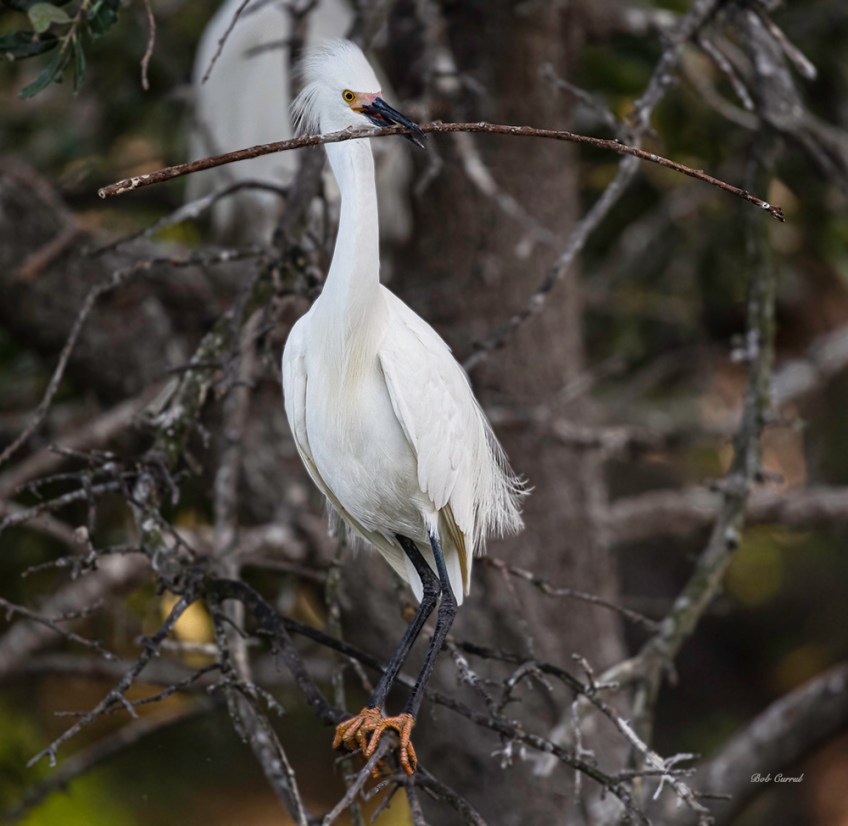 photo of Snowy Egret with twig