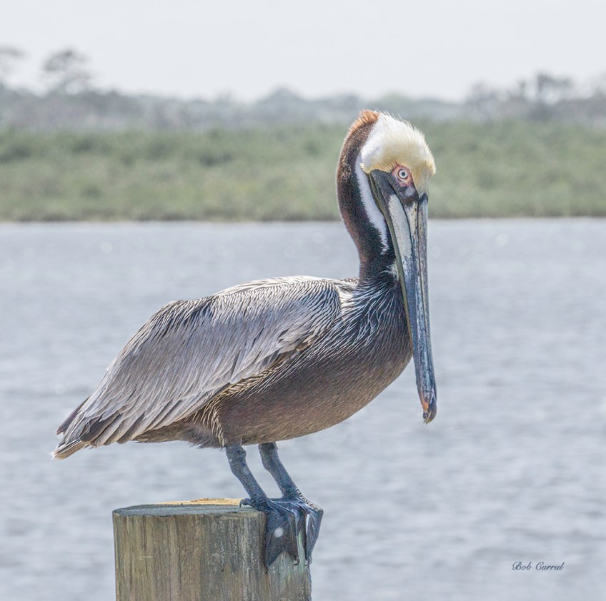 photo of Pelican on a Post