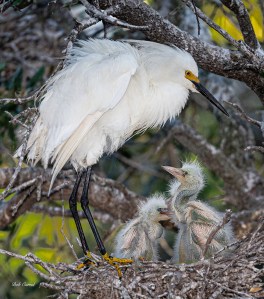photo of Snowy Egret with Chicks in Nest