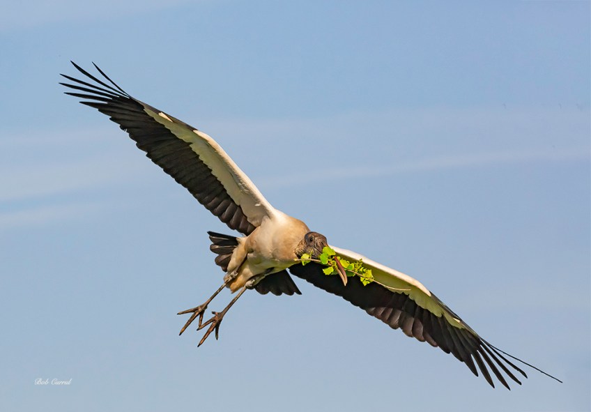photo of Woodstork with Twig