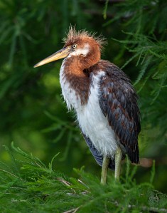 photo of Juvenile Tricolor