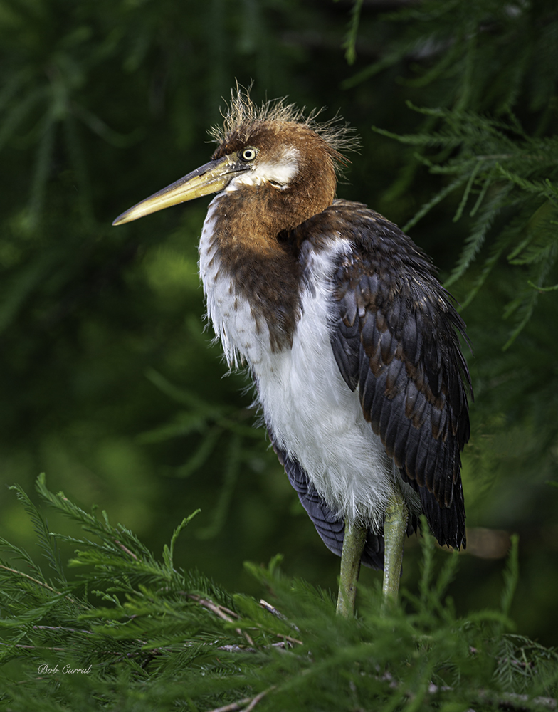 photo of Juvenile Tricolor