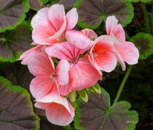 photo of Begonia