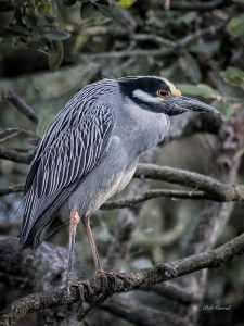 photo of Yellow Crowned Night Heron