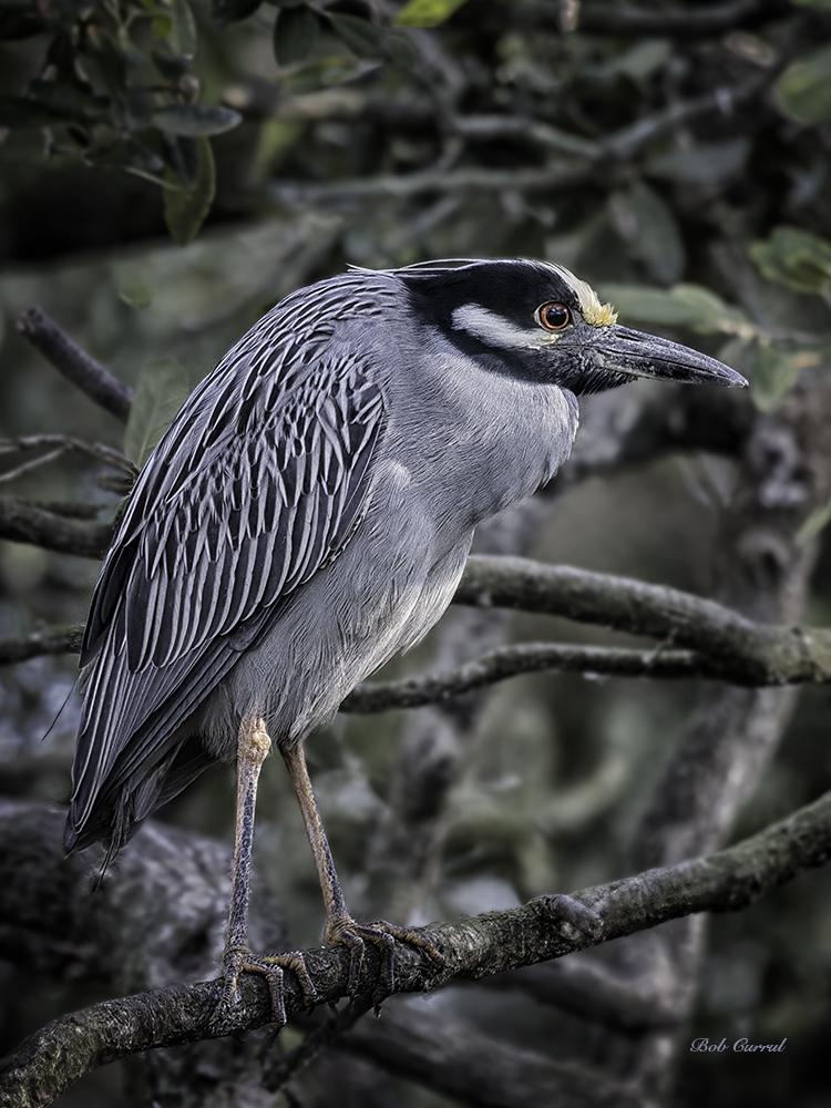 photo of Yellow Crowned Night Heron