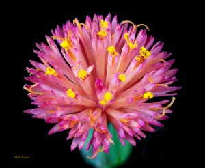 Macro photo of Tased Flower