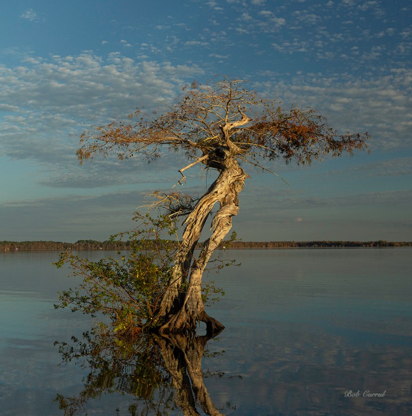 photo of Tree in Lake Disston