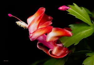Macro Photo of Christmas Cactus