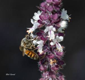 photo of Bee on Blue Basil