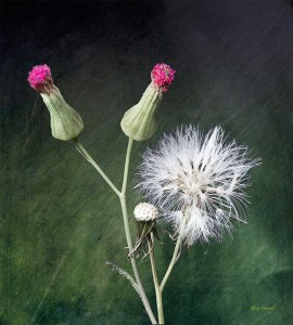 photo of Tasel Flower stages of development