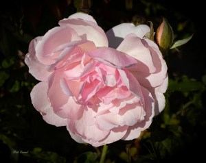 photo of Pink Rose and Bud