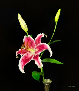 11 shot focus stack of Lily and Buds