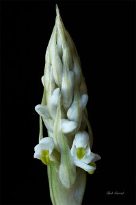 Macro photo of Lawn weed