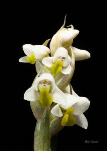Macro Photo of Lawn Weed