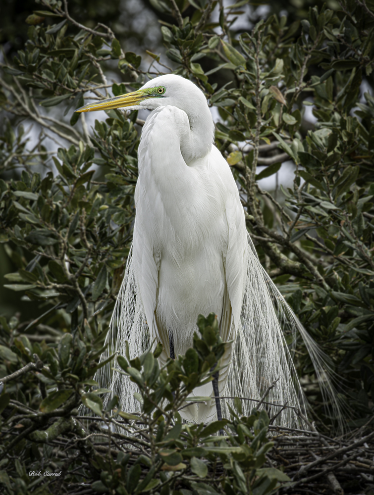 Photo of Great Egret
