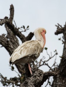 photo of Ibis in Branches